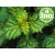 Organic Patchouli Essential Oil