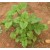 Patchouli Essential Oil