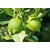 Lemon Petitgrain Essential Oil