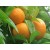Bitter Orange Petitgrain Essential Oil (Paraguay)