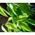 Mandarin Petitgrain Essential Oil