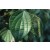 Black Pepper Essential Oil