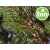 Organic Scots Pine Essential Oil