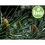 Organic Maritime Pine Essential Oil