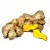 Plai / Casumunar Ginger Essential Oil