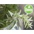 Organic Rosemary Essential Oil - CT Camphor