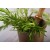 Rosemary Essential Oil - CT Cineole 