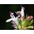 Thyme Essential Oil CT Cineole