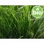 Organic Haitian Vetiver Essential Oil