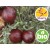 Wild and Organic Phoenician Juniper Essential Oil