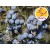 Wild Black Juniper Berry Essential Oil