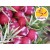 Wild Red Juniper Berry Essential Oil