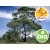 Wild Eucalyptus Polibractea Essential Oil - CT Cineole