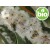 Wild Organic Eucalyptus Radiata Essential Oil