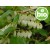 Organic Fragrant Wintergreen Essential Oil