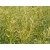 Gingergrass Essential Oil