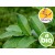 Wild Organic Guava Essential Oil - Psidium guajava