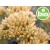 Organic Helichrysum Picardii Essential Oil