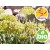 Wild and Organic Rock Samphire Essential Oil