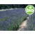 Organic Hyssop Officinalis Essential Oil