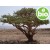 Organic Indian Frankincense Essential Oil
