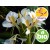 Wild Organic Butterfly Ginger Essential Oil