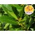 Bay Essential Oil - Wild