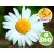 Wild and Organic Blue Chamomile Essential Oil