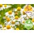 Organic Roman Chamomile Essential Oil - Wild