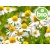 Organic Roman Chamomile Essential Oil