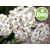 Wild and Organic Yarrow Essential Oil