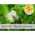 Anise Myrtle Essential Oil - Wild