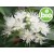 Lemon Myrtle Essential Oil Ct. Citral - Wild and Organic