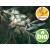Wild Niaouli Essential Oil - Ct. Viridiflorol