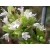 Oregano Virens Essential Oil