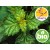 Wild and Organic Patchouli Essential Oil from Madagascar