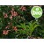 Australian Mahogany or Rosewood Essential Oil