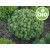 Organic Dwarf Pine Essential Oil