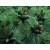 Dwarf or Mountain Pine Essential Oil 