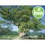Wild Organic Ravintsara Essential Oil