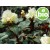 Wild and Organic Rhododendron Essential Oil