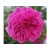 Bourbonia Rose Essential Oil