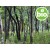 Organic White Sandalwood Essential Oil - Nepal