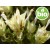 Organic Thyme Membranaceus Essential Oil