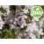 Organic Thyme Essential Oil - CT Thujanol