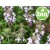 Organic Common Thyme Essential Oil - CT Thymol