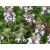 Common Thyme Essential Oil - CT Thymol