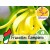 Wild Organic Complete Ylang Ylang Essential Oil (Totum)
