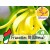 Ylang Ylang III Essential Oil - Wild Organic