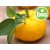Organic Yuzu Essential Oil